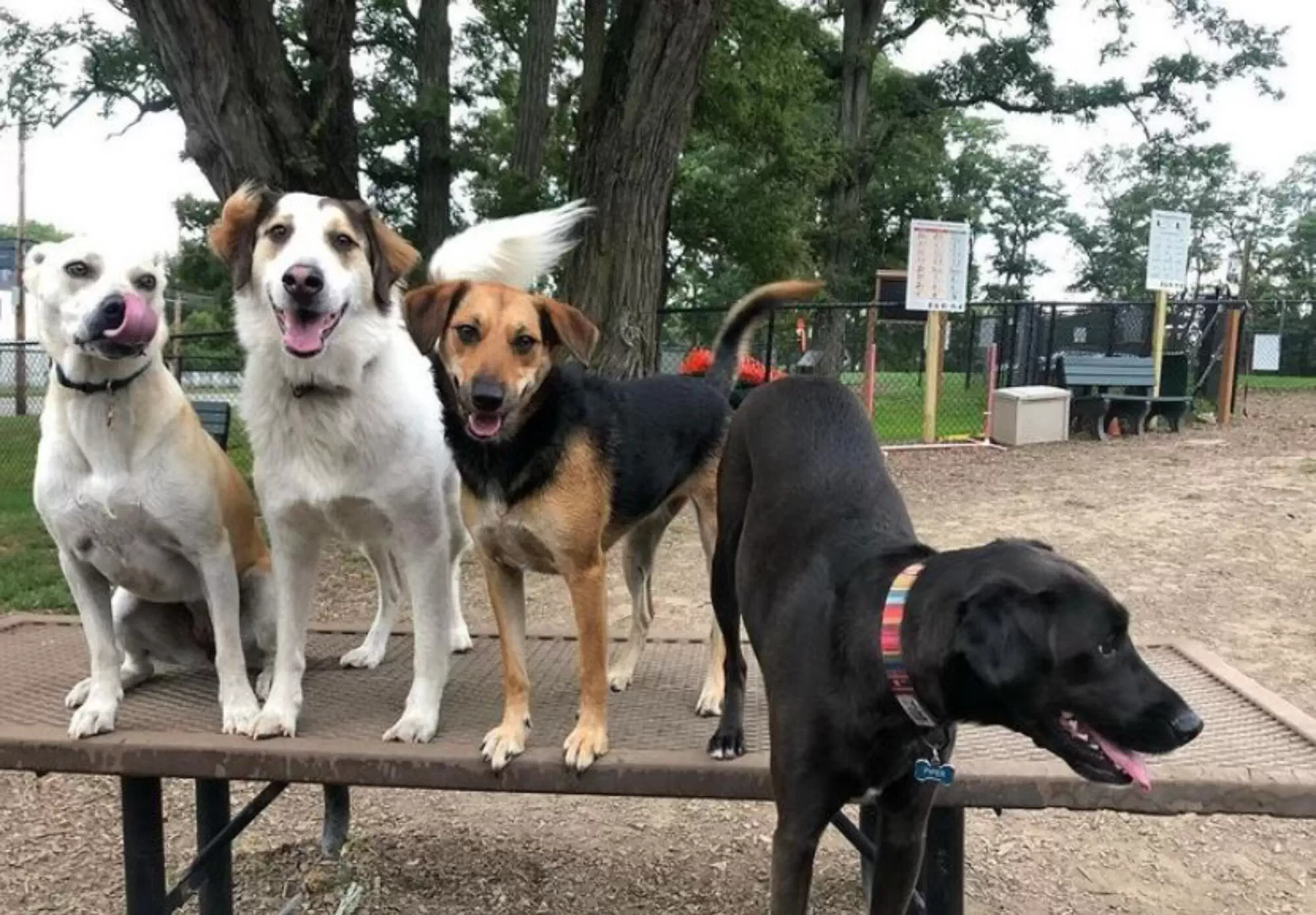 Beacon Dog Park: Friends of Beacon Dog Park is an organization operating a dog park in Beacon NY
