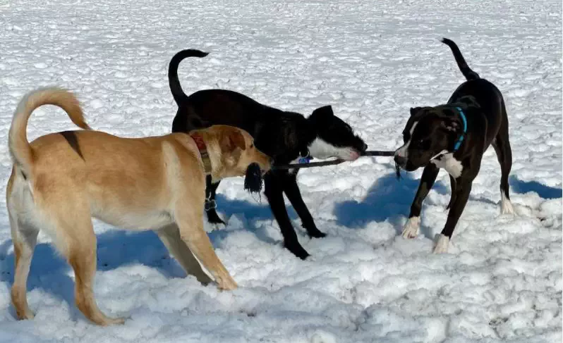 The Friends of Beacon Dog Park promotes healthy interactions between dogs.