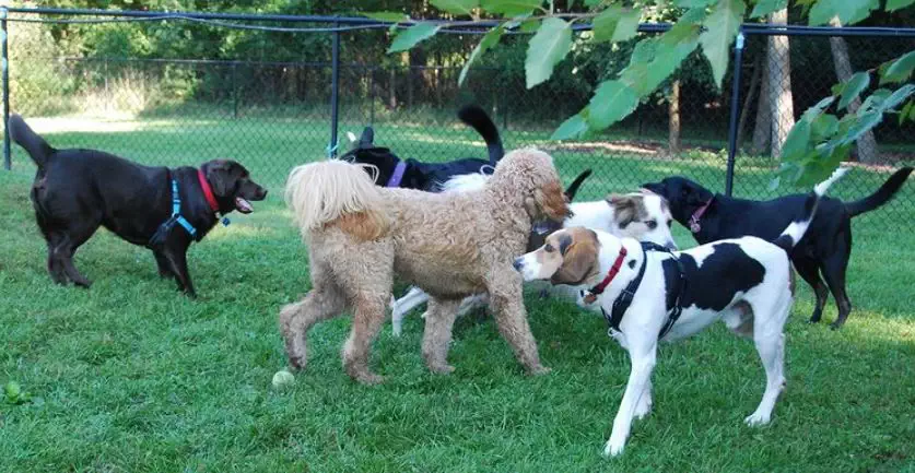 The mission of The Friends of Beacon Dog Park
